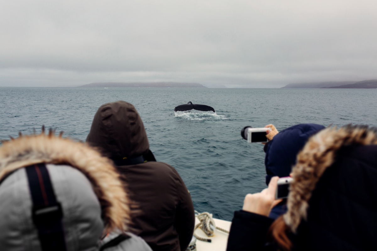 Whale Safari Greenland