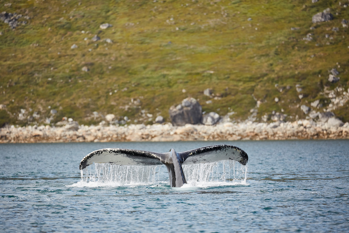 Whale Safari Greenland